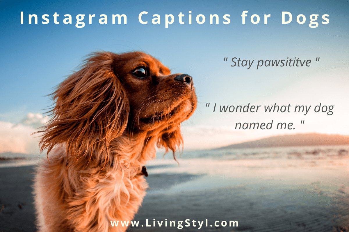 Instagram Captions for Dogs